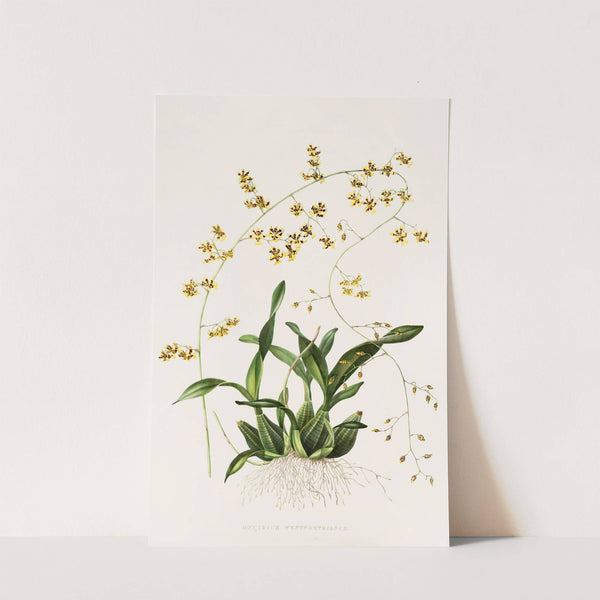 Oncidium Wentworthianum (1837-1843) by James Bateman