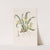 One-flowered Oncidium by Sydenham Edwards