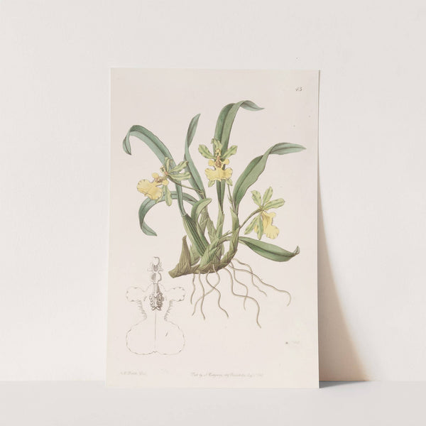 One-flowered Oncidium by Sydenham Edwards