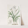 One-flowered Tritelia by Sydenham Edwards