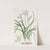 One-flowered Tritelia by Sydenham Edwards