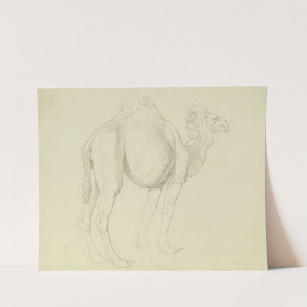 One-humped camel to the right by Gustav Heinrich Naecke