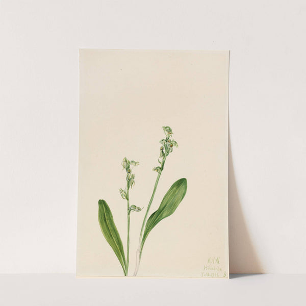 One-Leaf-Bog-Orchid (Habenaria obtusata) (1922) by Mary Vaux Walcott