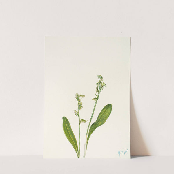 One-leaf Bog-orchid. (Habenaria obtusata) (1925) by Mary Vaux Walcott