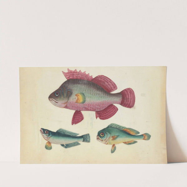 One pink fish, two green fish (1800-1899)