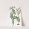 One-sided Dendrobium by Sydenham Edwards