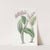 One-sided Dendrobium by Sydenham Edwards
