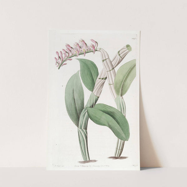 One-sided Dendrobium by Sydenham Edwards