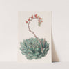 One-sided Echeveria by Sydenham Edwards