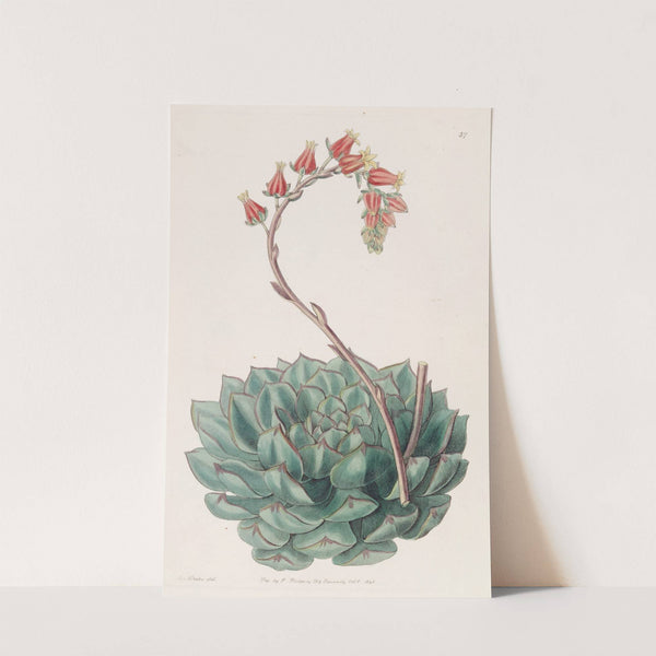 One-sided Echeveria by Sydenham Edwards