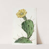 One-spined Opuntia by Sydenham Edwards