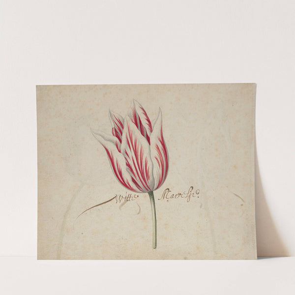 One Tulip by Anonymous