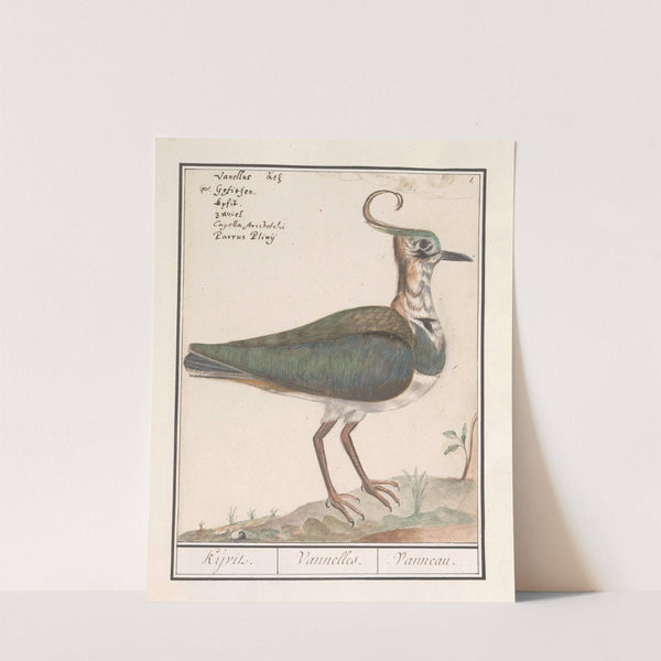 Oningevuld schema (1596-1610) by Anselmus Boëtius de Boodt