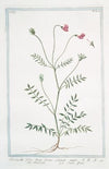 Onobrychis, foliis viciae, fructu echinato major – Onobriche – Sain-foin