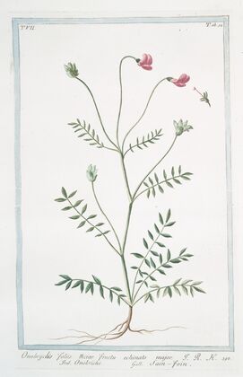 Onobrychis, foliis viciae, fructu echinato major – Onobriche – Sain-foin