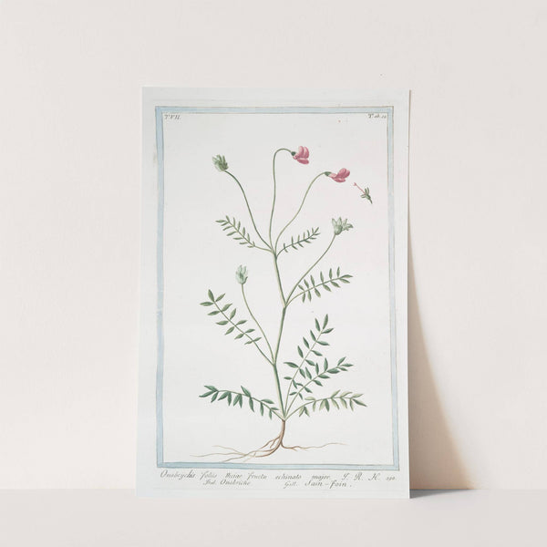 Onobrychis, foliis viciae, fructu echinato major - Onobriche - Sain-foin by Giorgio Bonelli