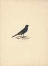 Onychognathus albirostris (White Billed Starling)