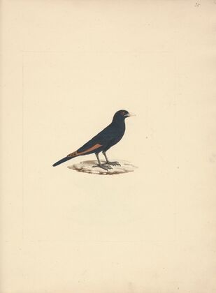 Onychognathus albirostris (White Billed Starling)