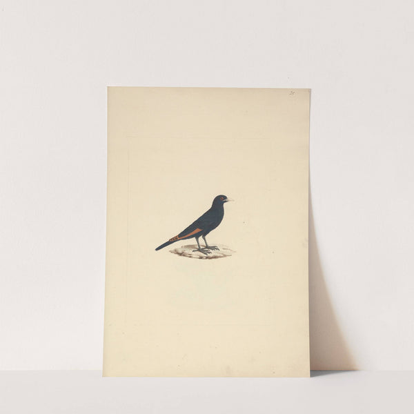 Onychognathus albirostris (White Billed Starling) by Luigi Balugani