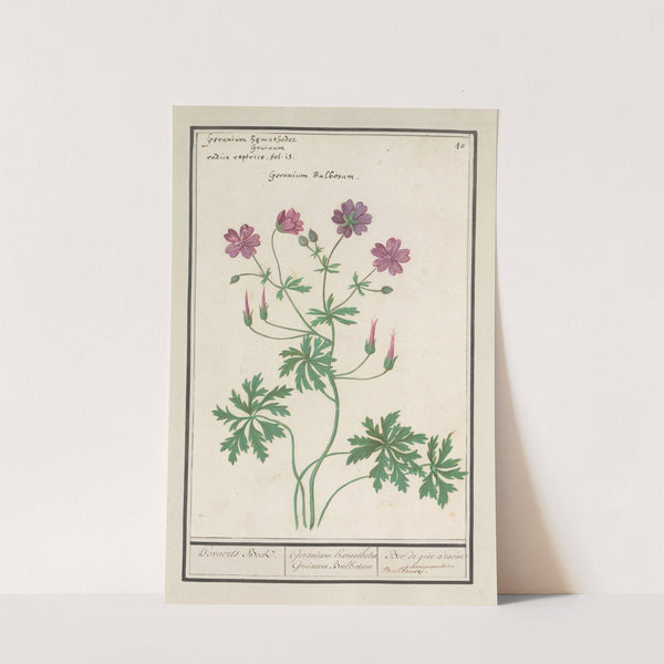 Ooievaarsbek (Geranium) Hovaerts Beck. Geranium haemathodes Gruinum Bulbosum Bec de grue a racine Bulbeuse. (1596-1610) by Anselmus Boëtius de Boodt
