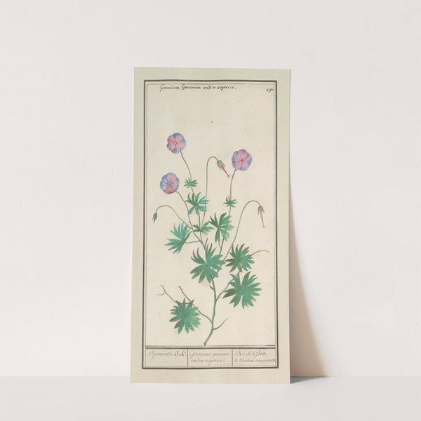 Ooievaarsbek (Geranium) Oijevaerts-Bek. Geranium gruinum radice reptrice Bec de Grue, à racine rampante (1596-1610) by Anselmus Boëtius de Boodt