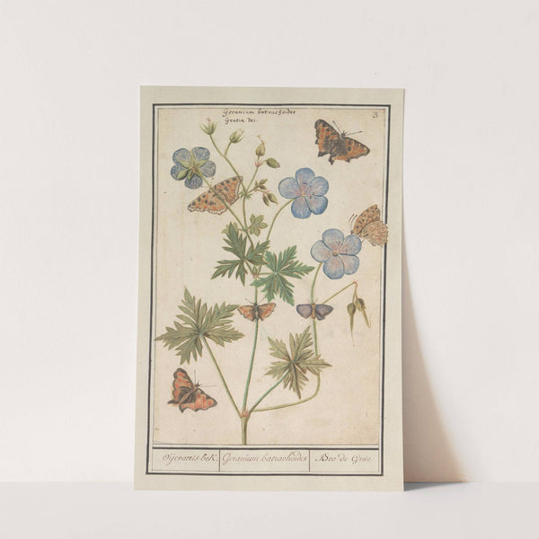 Ooievaarsbek, waarschijnlijk beemdooievaarsbek (Geranium pratense) Oijevaaerts-bek. Geranium batrachoides Bec de Grue (1596-1610) by Anselmus Boëtius de Boodt