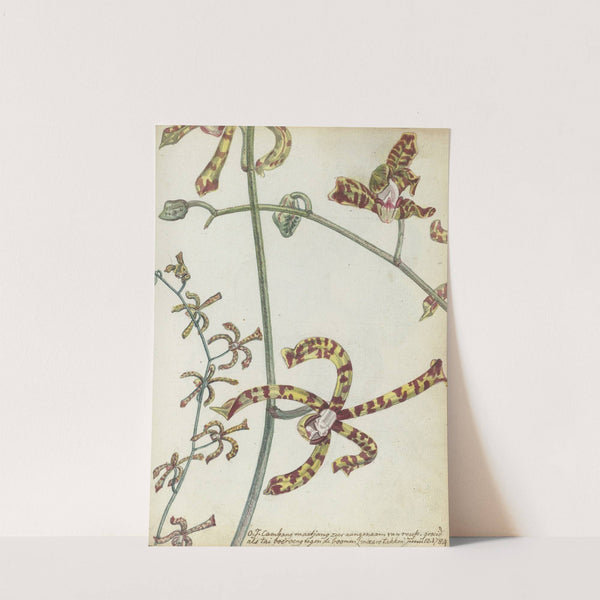 Oostindische bloem 'cambang matjang' by Jan Brandes