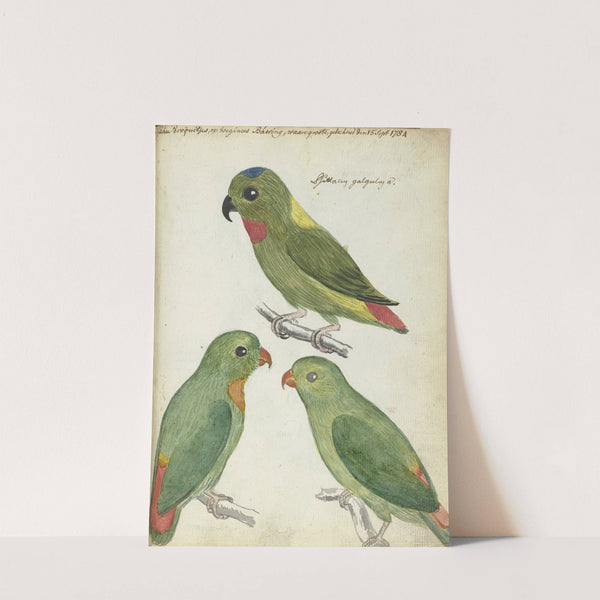 Oostindische parkieten by Jan Brandes