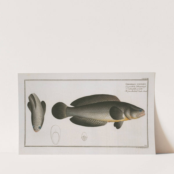 Ophicephalus punctatus, The punctulated Snake-head. (1785-1797) by Marcus Elieser Bloch