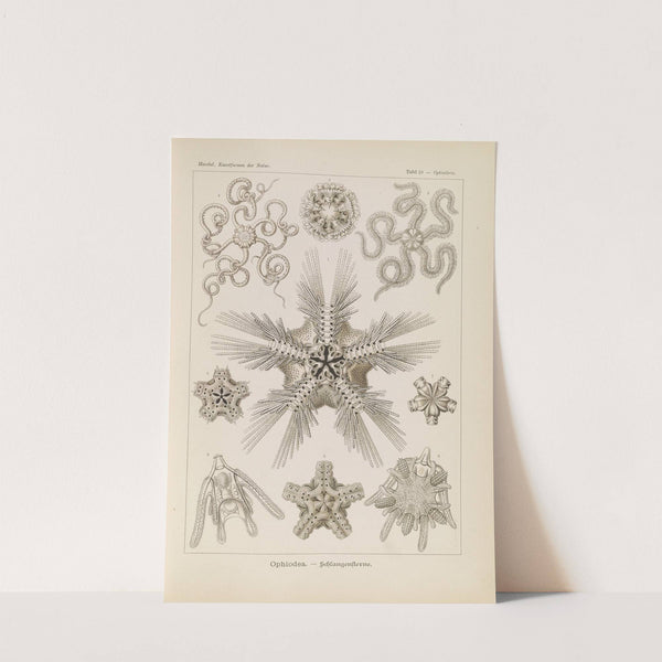 Ophiodea. - Schlangensterne. by Ernst Haeckel