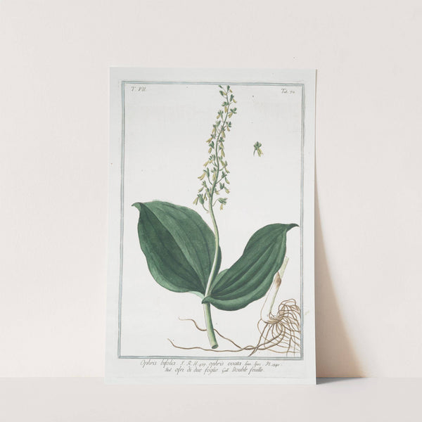 Ophris, bifolia - Ophris ovata - Ofri di due foglie - Double feuille. (Two-leaved Ophrys) by Giorgio Bonelli