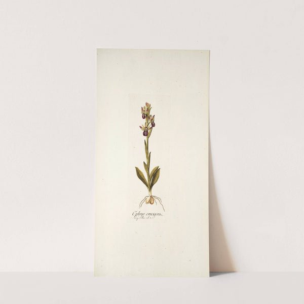 Ophrys crucigera by Nikolaus Joseph Freiherr von Jacquin