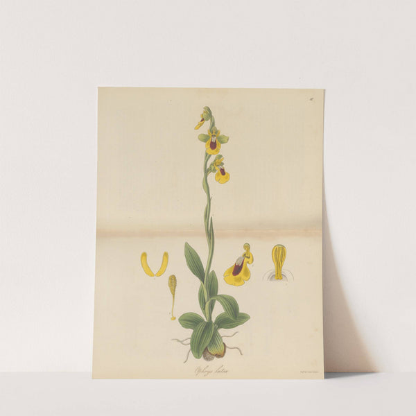 Ophrys lutea by William Jackson Hooker
