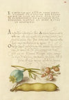 Opium Poppy, Bladder Campion, and Broad Bean (1561–1596)