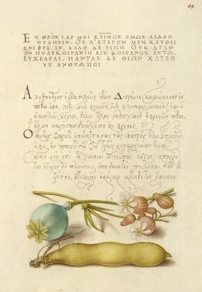 Opium Poppy, Bladder Campion, and Broad Bean (1561–1596)