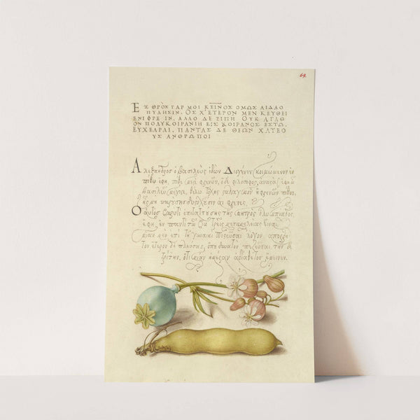 Opium Poppy, Bladder Campion, and Broad Bean (1561–1596) by Joris Hoefnagel