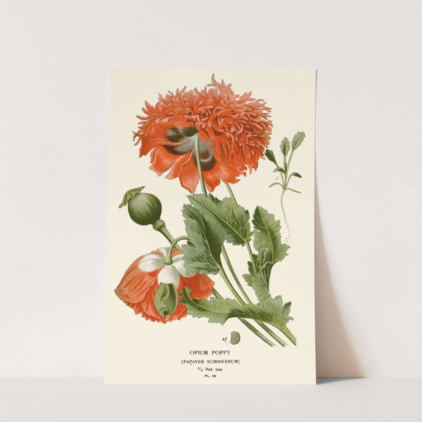 Opium Poppy (1896-1897) by Edward Step