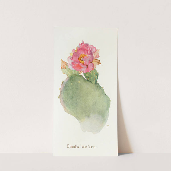 Opuntia basilaris (1915) by Margaret Armstrong