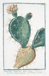 Opuntia major, validissimis Spinis munito – Fico d’India spinissimo – Raquette, ou Cardasse. (Indian Fig, Semaphore Prickly pear)