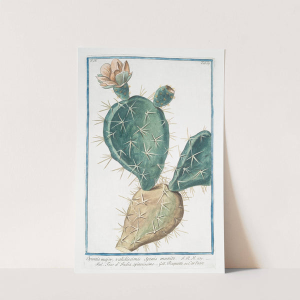 Opuntia major, validissimis Spinis munito - Fico d'India spinissimo - Raquette, ou Cardasse. (Indian Fig, Semaphore Prickly pear) by Giorgio Bonelli