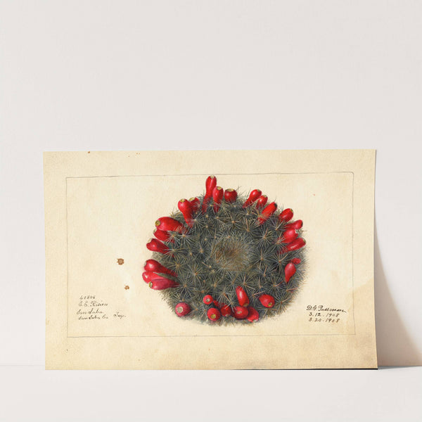 Opuntia: Prickly Pear by Deborah Griscom Passmore