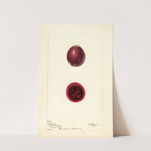 Opuntia: Prickly Pear by Deborah Griscom Passmore