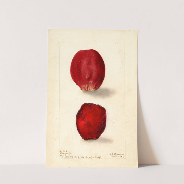 Opuntia: Rose Prickly Pear by Deborah Griscom Passmore