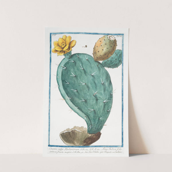 Opuntia, vulgo Herbariorum - Ficus Indica, folio spinoso, fructu majore - Fico d'India - Raquette, ou Cardasse. (Prickly Pear, Indian Fig) by Giorgio Bonelli