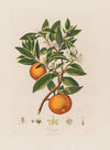 Orange (1799–1810)