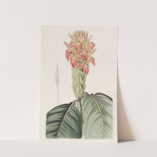 Orange Aphelandra by Sydenham Edwards