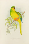 Orange-Bellied Parrakeet (1884-1887)