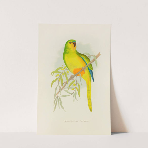 Orange-Bellied Parrakeet (1884-1887) by Alexander Francis Lydon