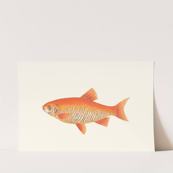 Orange Carp by George Shaw