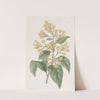 Orange-coloured Cestrum by Sydenham Edwards